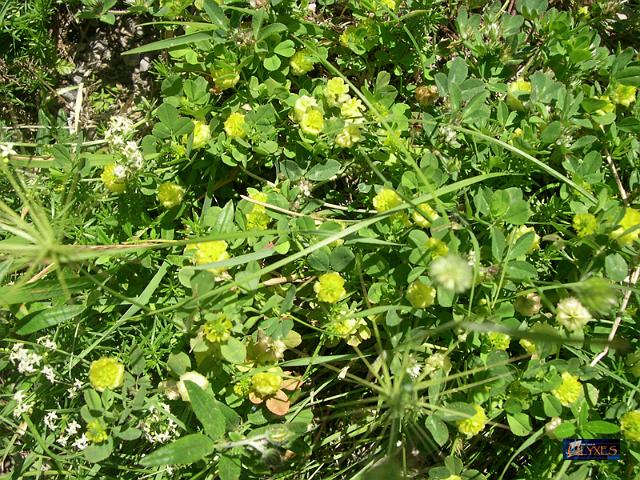 medicago orbicularis.JPG